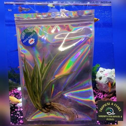 Aquatics terrariums live - aquatics,