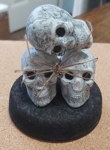 Taxidermy real spider skull - spider, on