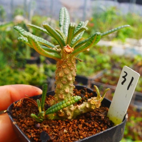 1piece 5cm seedgrowth - 1piece,