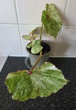 Begonia Rouge Variegated Plant