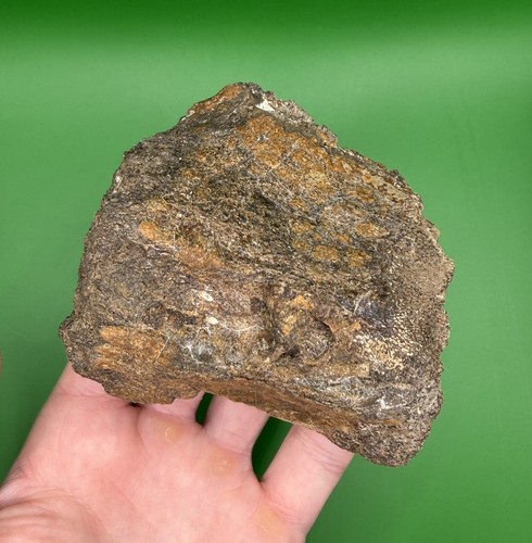 Carolina fossil whale dolphin - carolina,