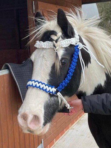 Custom bitless bridle - custom,