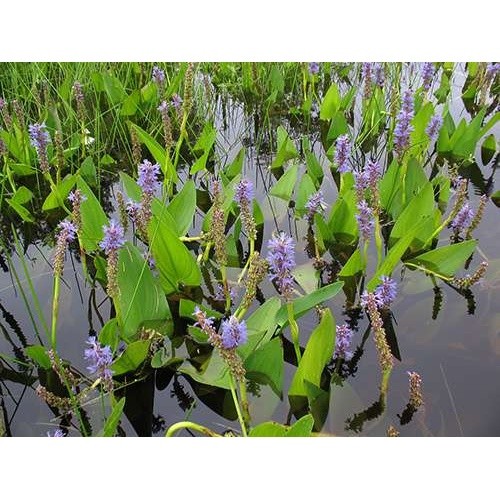Pontederia cordata pickerel - pontederia, (pickerel