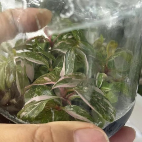 Philodendron pink princess - philodendron,