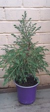 Darjeeling Weeping Cypress
