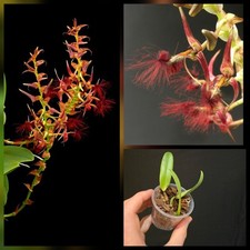Rare Bulbophyllum barbigerum