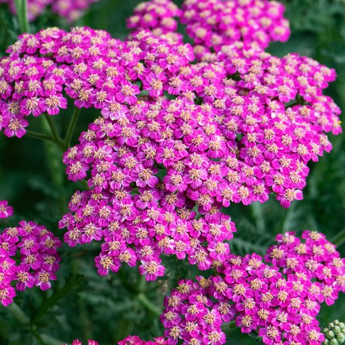 Achillea new vintage rose - new,