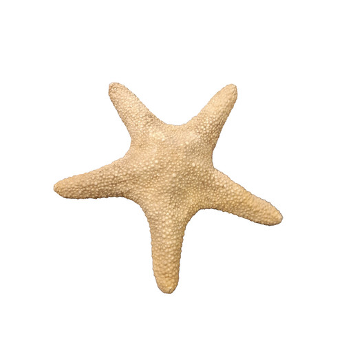 Vintage natural dried starfish - vintage,