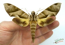 Eumorpha Obliquus Sphinx Hawk