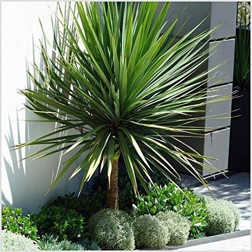 Cordyline 3lt pot - cordyline, (australis)