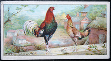 OLD ENGLISH GAME POULTRY   Vintage 1915 Illustrated Livestock Card  EE16