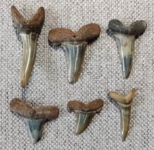 Fossil Sharks Teeth (Pack of 6, 20.5 g approx.), Lee-on-the-Solent, Hampshire