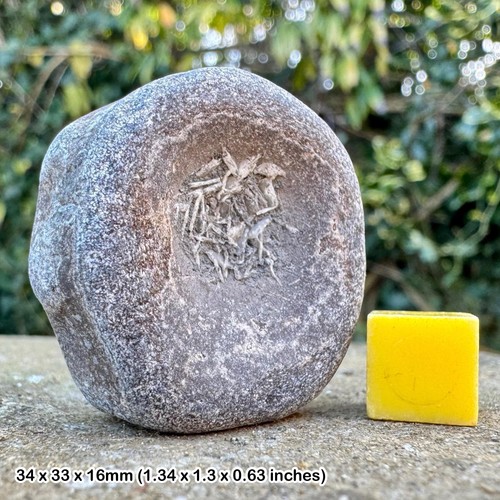 Ichthyosaur vertebra bone