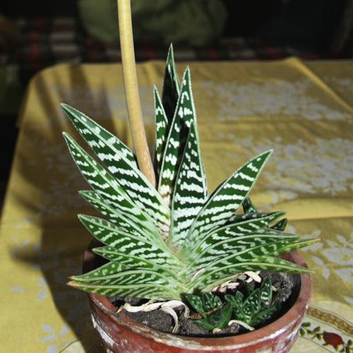 Tiger aloe variegata - aloe,