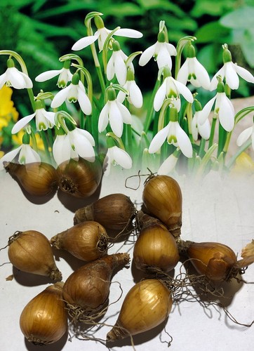 Stock 100 single - in, snowdrops