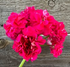 Pelargonium Lia Princess