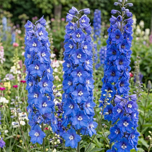 Delphinium larkspur pacific - delphinium,