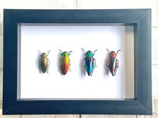 4 x Jewel Beetle Collection