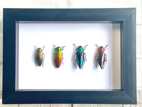 Jewel beetle collection - jewel,