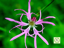 Ragged robin silene - ragged,