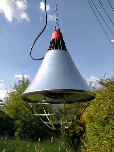 Infrared heat lamp for - for, poultry