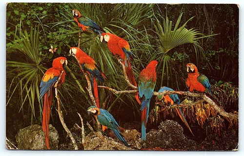 Vintage postcard florida - vintage, postcard: