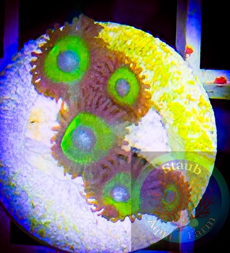 Saf blue eyed zoanthid coral - zoanthid,
