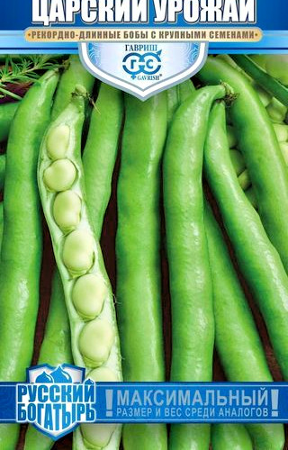 Giant russian hybrid broad - giant,