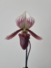 Paphiopedilum Barbatum Var