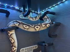 3X snake enrichment climb climbing Hoops toys for snake for  royal ball python