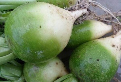 150 turnip green raphanus - x,