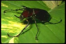 035144 Atlas Beetle Danum Valley Borneo Malaysia A4 Photo Print