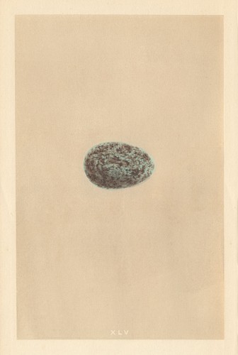 British bird eggs hooded - british, eggs.