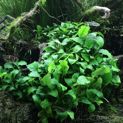 Anubias nana petite dwarf - nana,
