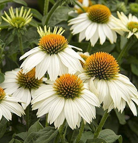 Echinacea - , (coneflower)