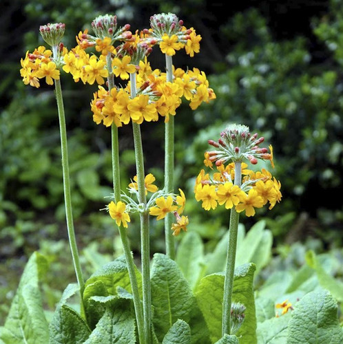 Primula bulleyana bulleys - primula,