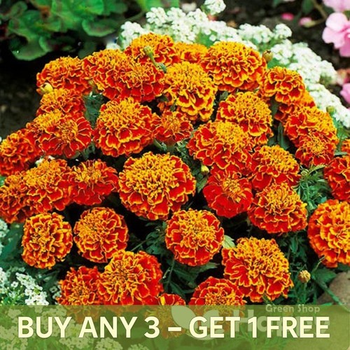 French marigold honeycomb - marigold,