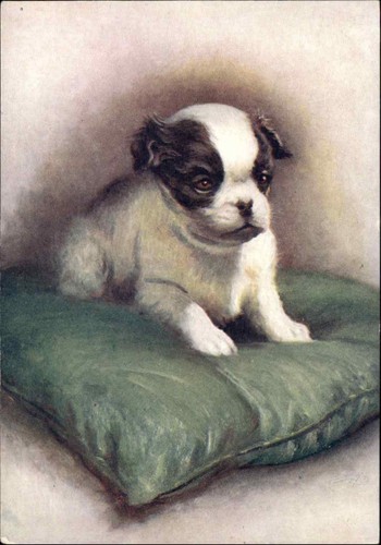 Japanese spaniel puppy dog - puppy,