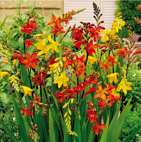 Crocosmia mixed - 10,