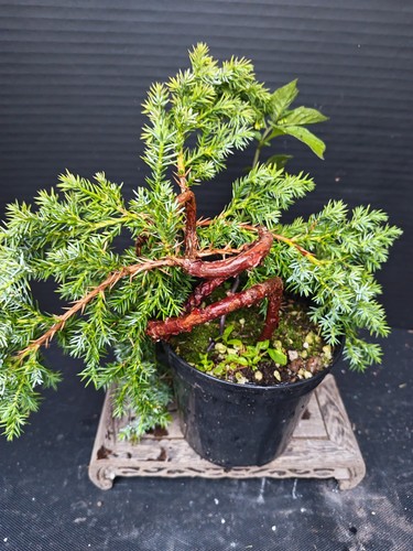Juniper bonsai tree training - juniper,