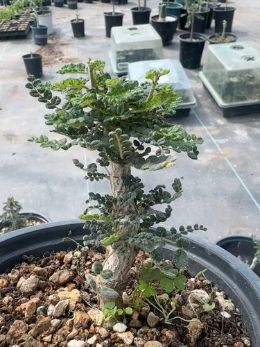 Live house plant commiphora - live,