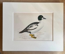 Golden Eye Duck Bird Print