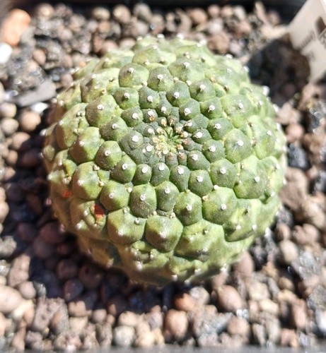 Euphorbia gymnocalycioides - euphorbia,