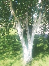Trio of Snowy White Himalayan