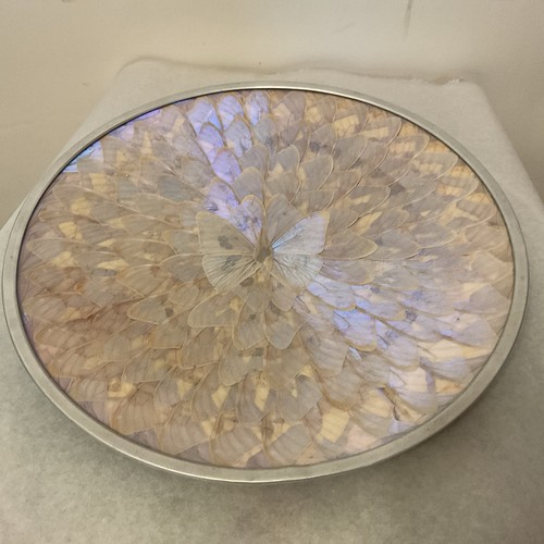 Vintage morpho butterfly - vintage,