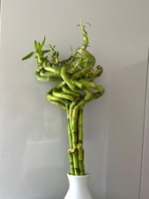 Lucky bamboo symbol - bamboo,