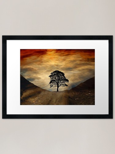 Lone tree sycamore - lone,