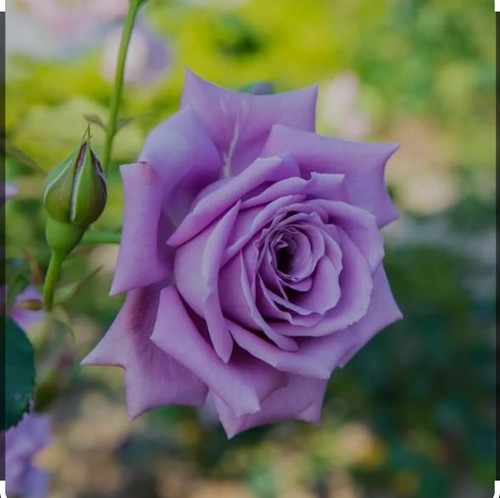 Blue moon gorgeous lilac - moon,