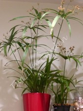 Umbrella Plant (Cyperus