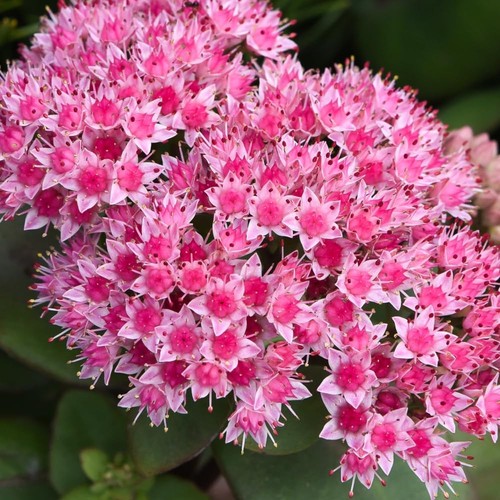 Sedum matrona 9cm pot - 1, by